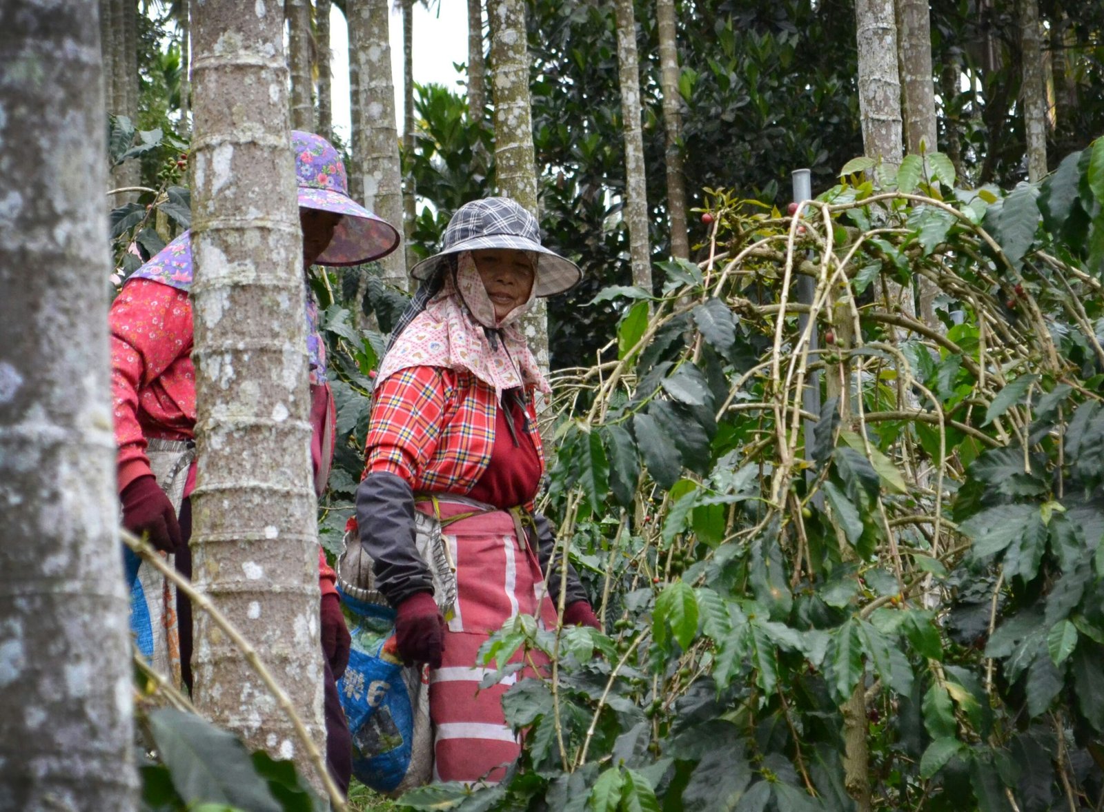 Specialty green coffee quality control and sorting in Gayo Highlands