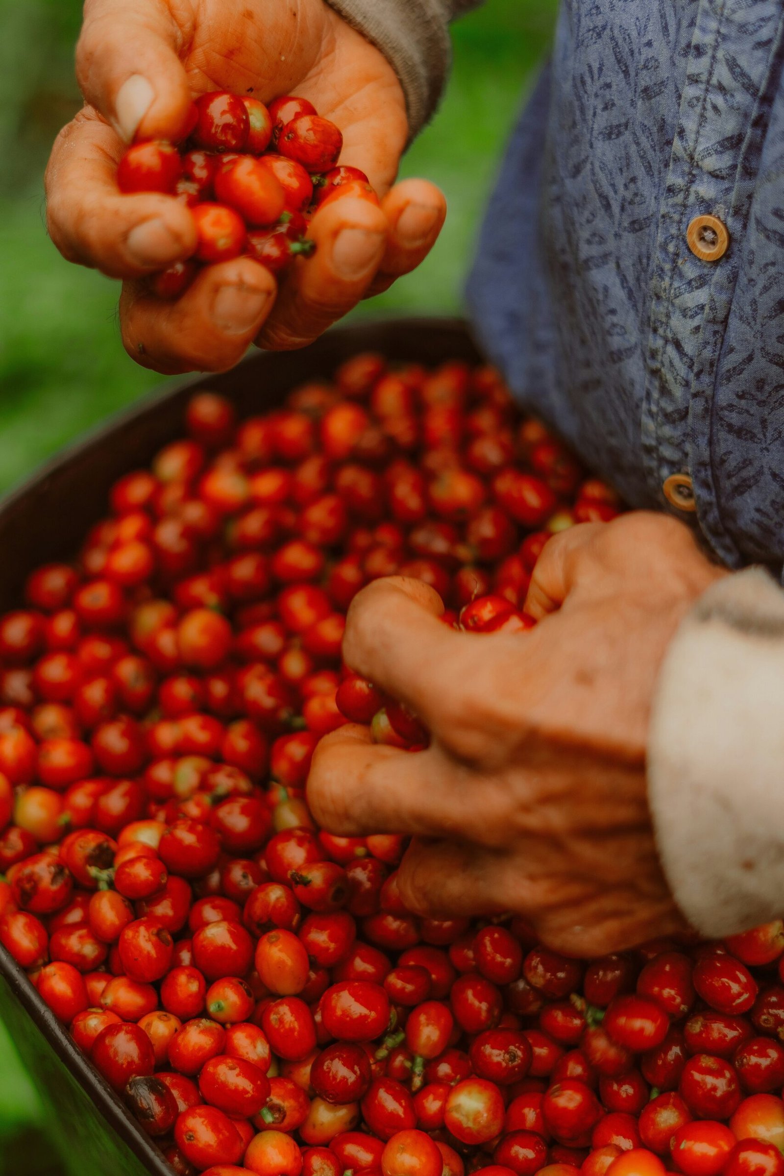 Hand-picked ripe red Arabica coffee cherries during harvest in Gayo Highlands