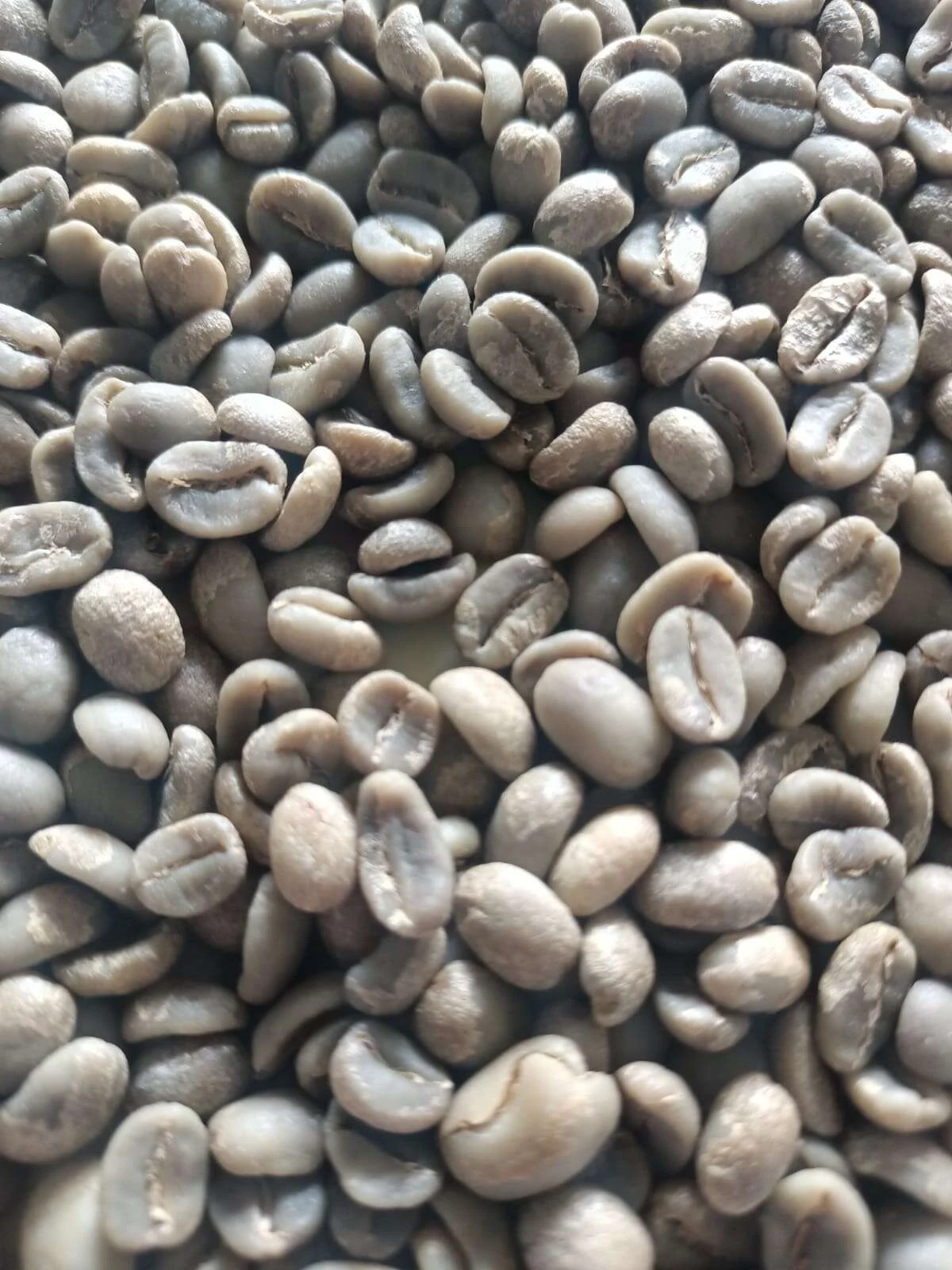 Full washed Gayo Arabica green coffee beans, Bener Meriah Aceh highlands