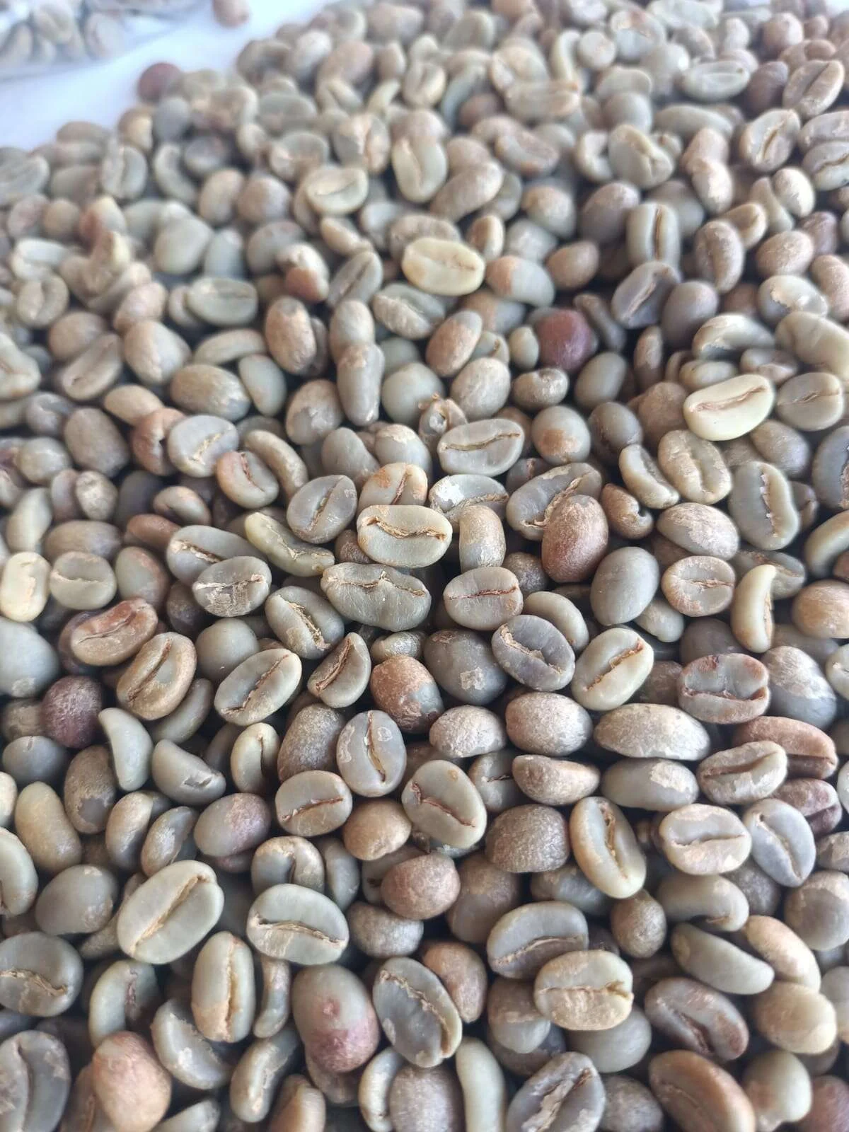 Honey process Gayo Arabica green coffee beans, Bener Meriah Aceh highlands
