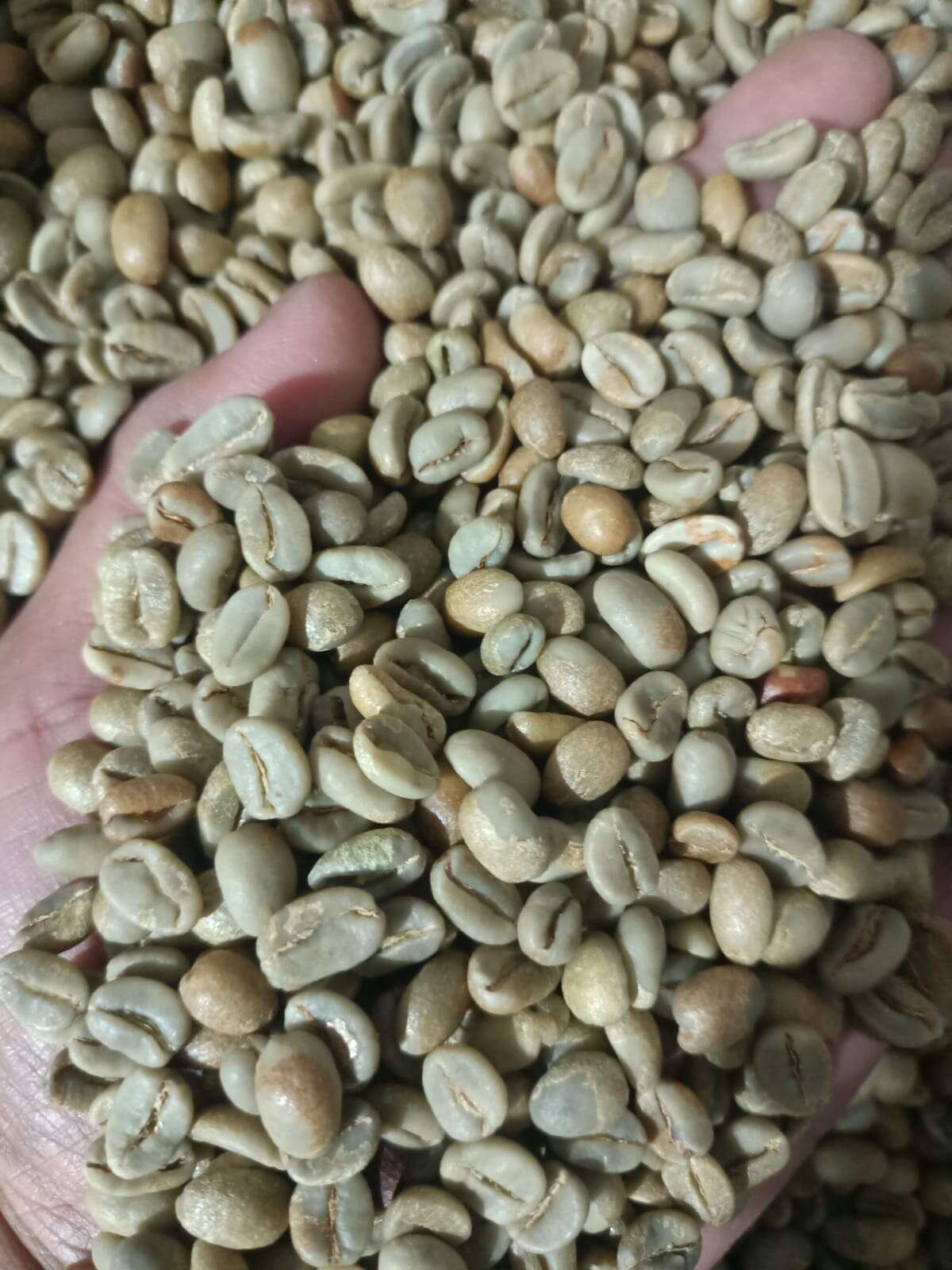 Natural anaerobic Gayo Arabica green coffee beans, Bener Meriah Aceh highlands