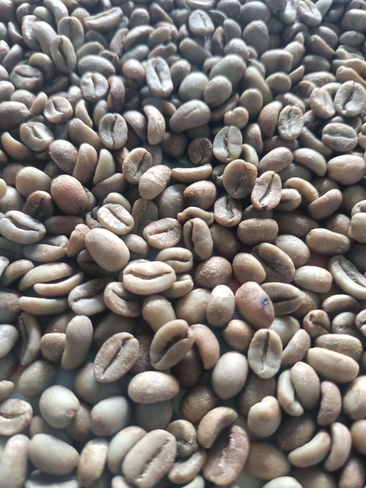 Sun-dried natural Gayo Arabica green coffee beans, Bener Meriah Aceh highlands