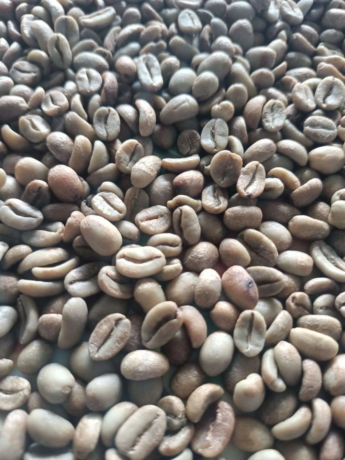Sun-dried natural Gayo Arabica green coffee beans, Bener Meriah Aceh highlands