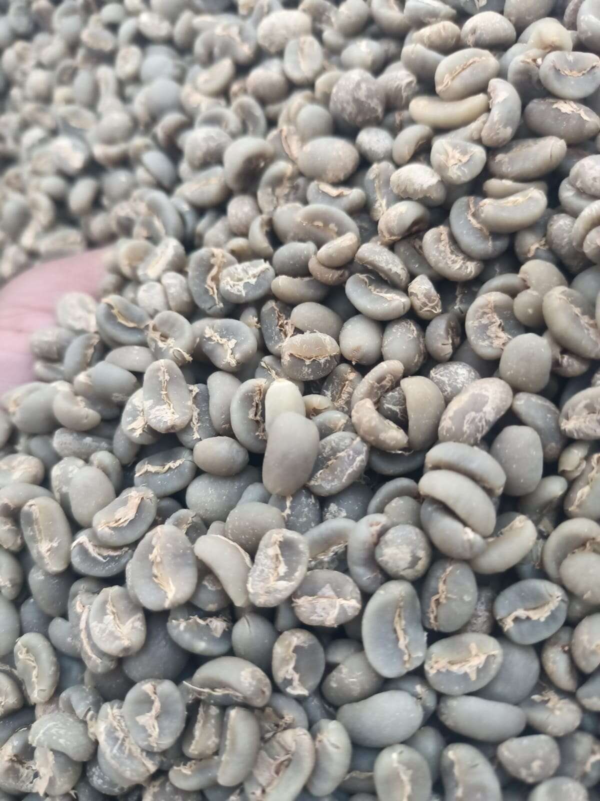 Semi-washed giling basah Gayo Arabica green coffee beans, Bener Meriah Aceh highlands
