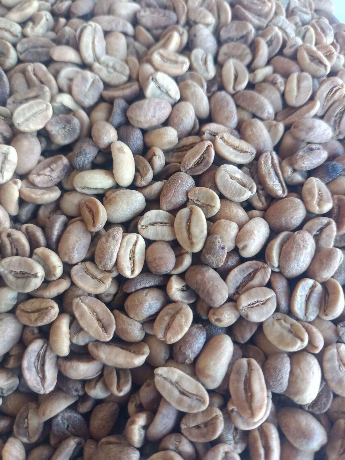 Winey strong fermented Gayo Arabica green coffee beans, Bener Meriah Aceh highlands
