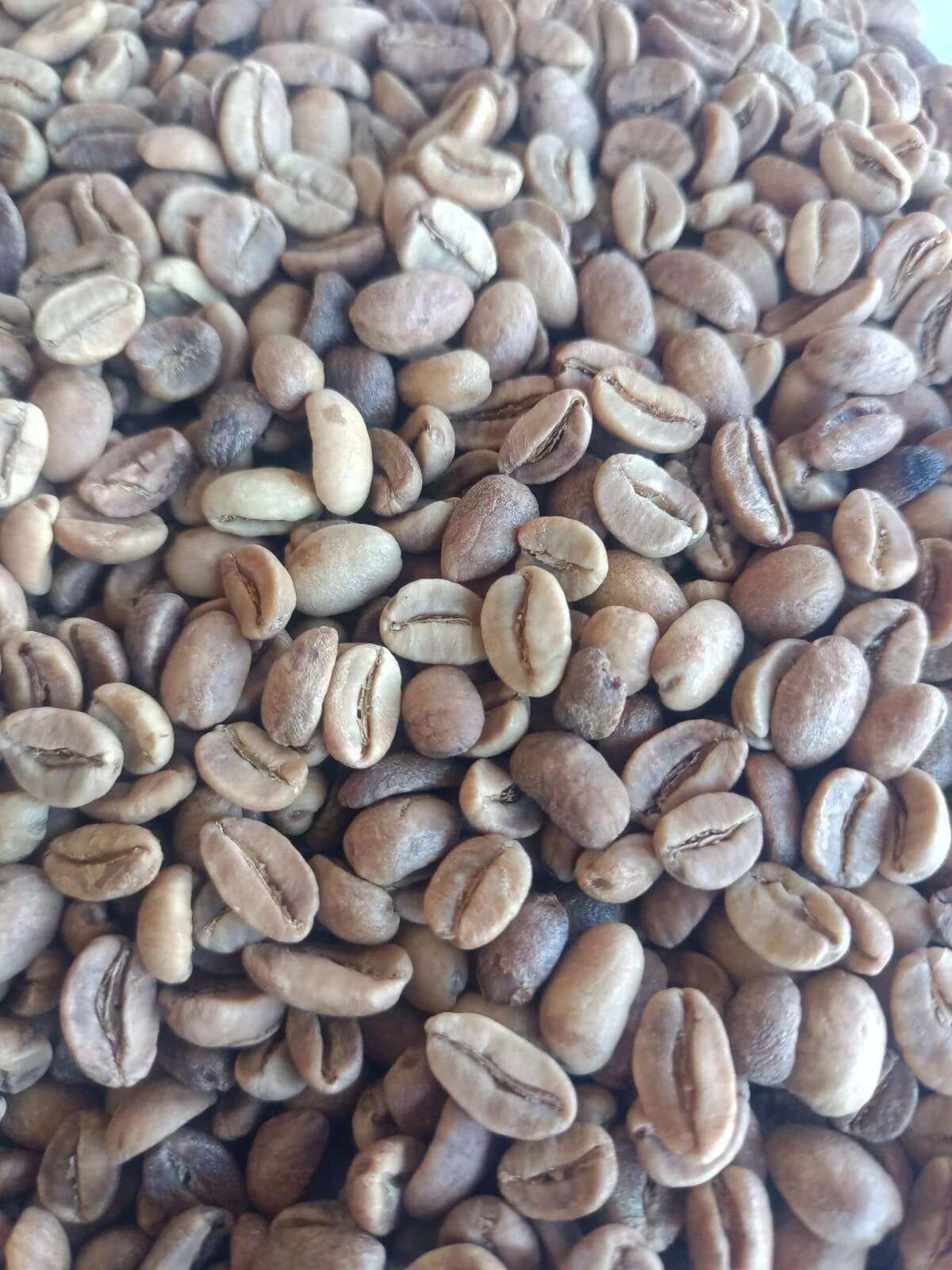 Winey strong fermented Gayo Arabica green coffee beans, Bener Meriah Aceh highlands