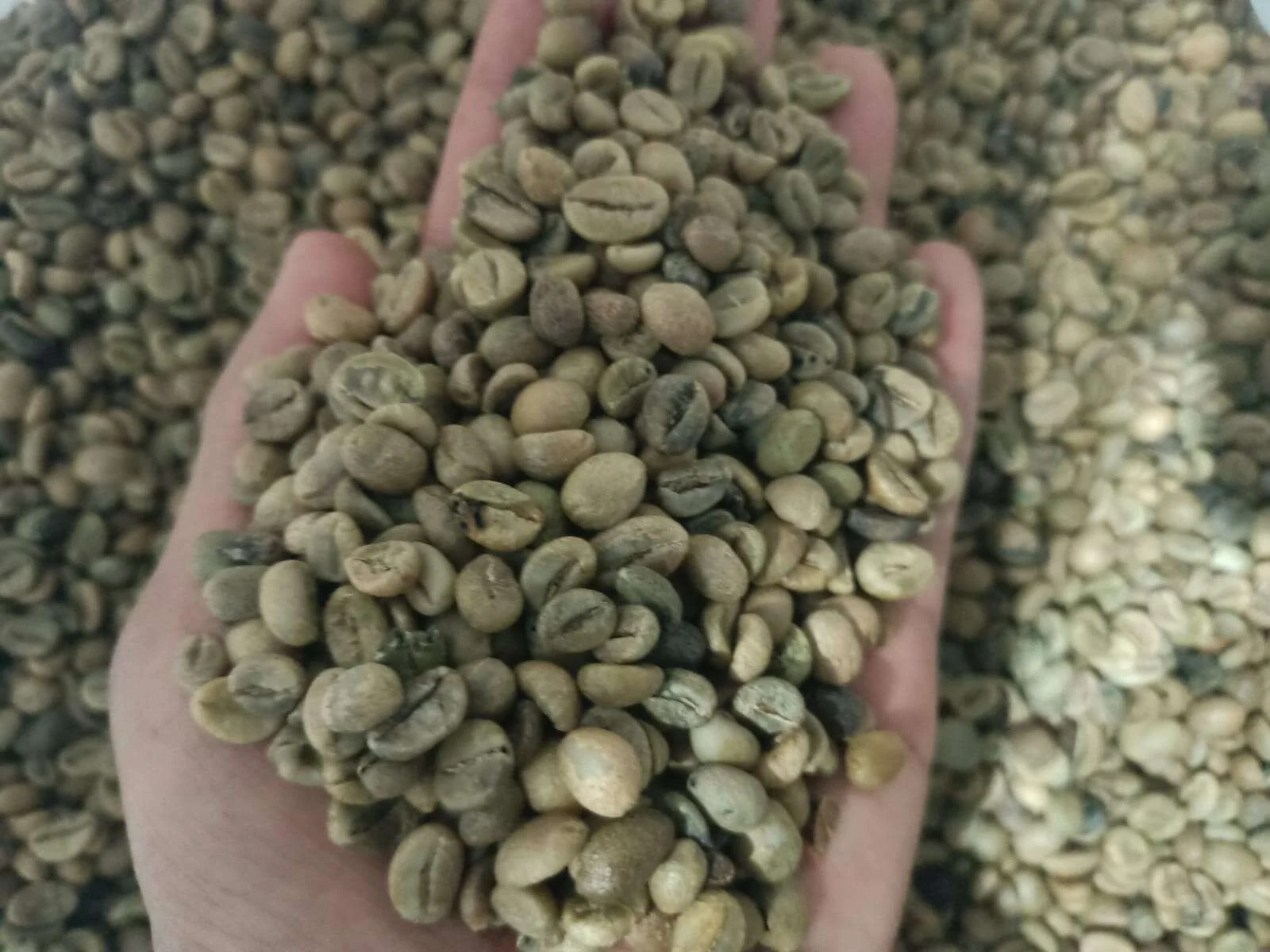 Fine Robusta Gayo high-altitude green coffee beans, Bener Meriah Aceh highlands